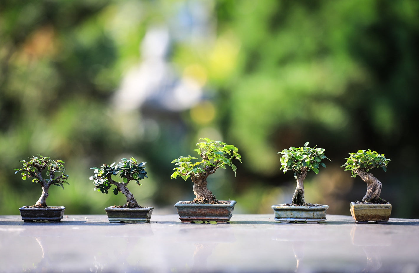 Japandi stijl bonsai bomen